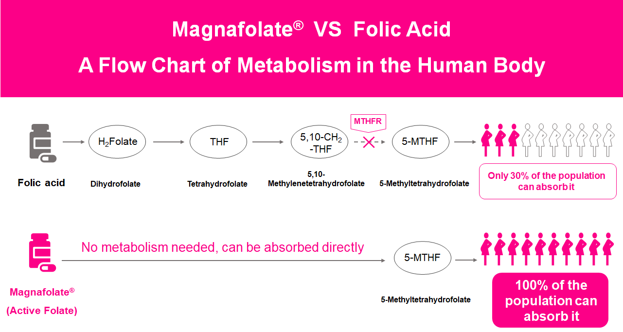 Metabolizmo žmogaus kūne schema, aktyvus folio rūgštis VS folio rūgštis
