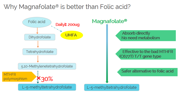 Kodėl magnafolatas yra geresnis už folio rūgštį?