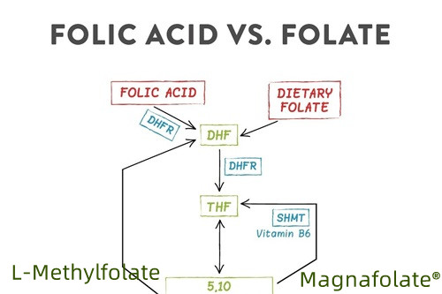 Folio rūgšties ir L-metilfolato santrauka