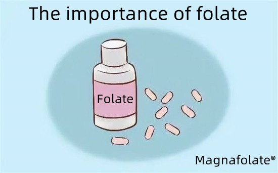 Folio-magnafolato svarba