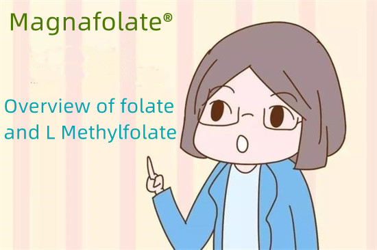 Folio rūgšties ir L-metilfolato apžvalga