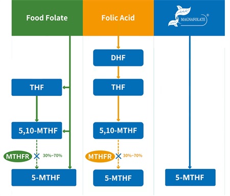 Kas yra 5-metiltetrahidrofolatas?
