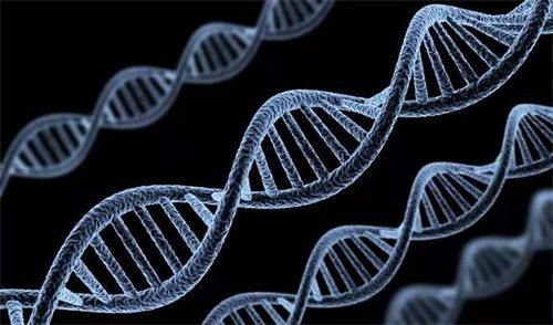 Nenormalūs folio rūgštis metabolizuojančių fermentų genotipai yra pagrindinė folio metabolizmo sutrikimų priežastis